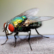 Illustration for article titled Housefly Fondly Recalls Losing Virginity On Rotting Pile Of Ground Beef